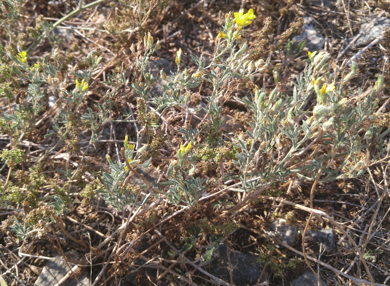 Изображение особи Medicago romanica.