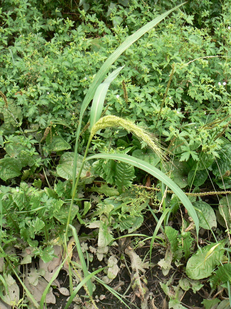 Изображение особи Echinochloa crus-galli.