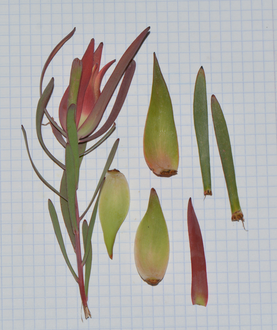 Изображение особи род Leucadendron.