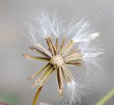 Senecio subdentatus. Соплодие (часть плодов удалена). Узбекистан, Ферганская обл., Ферганская долина, Язъяванские пески. 16.05.2021.