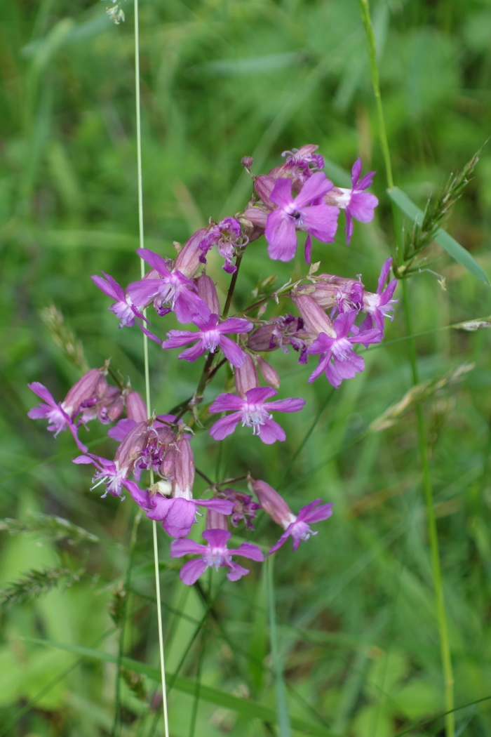 Изображение особи Viscaria vulgaris.