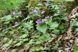 Lamium maculatum