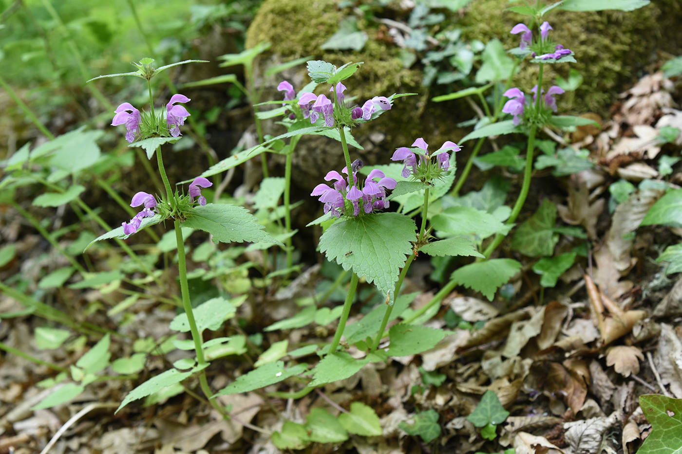 Изображение особи Lamium maculatum.