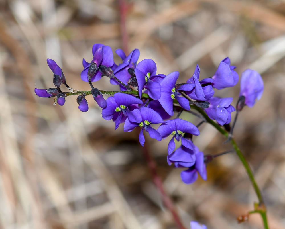 Изображение особи Hardenbergia comptoniana.