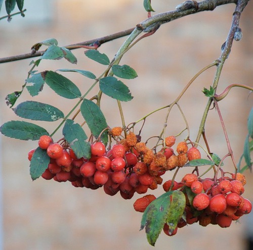 Изображение особи Sorbus aucuparia.