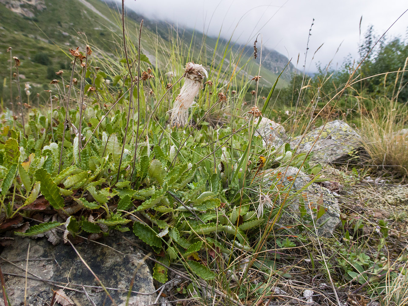 Изображение особи Dryas caucasica.