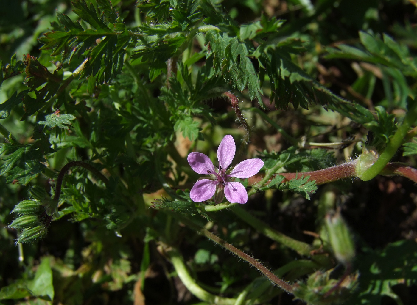 Изображение особи Erodium cicutarium.