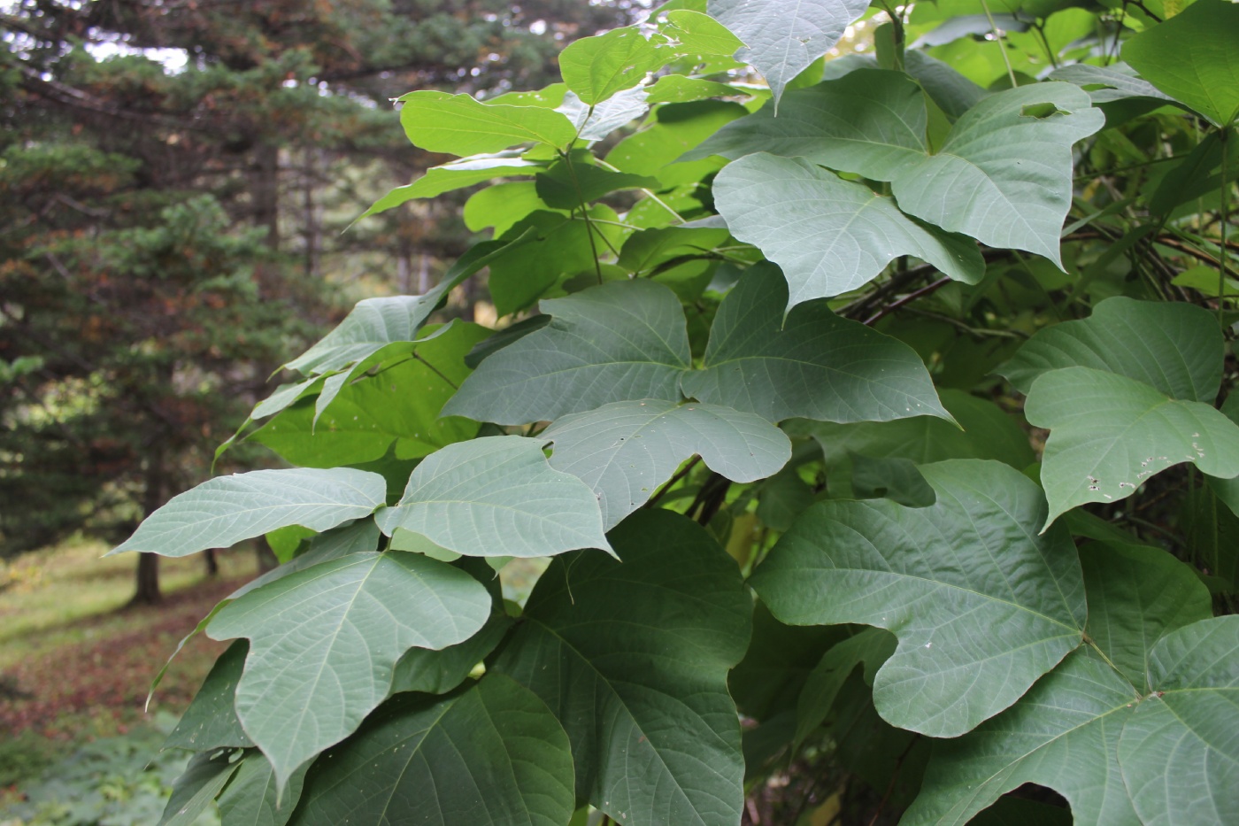 Image of Pueraria lobata specimen.