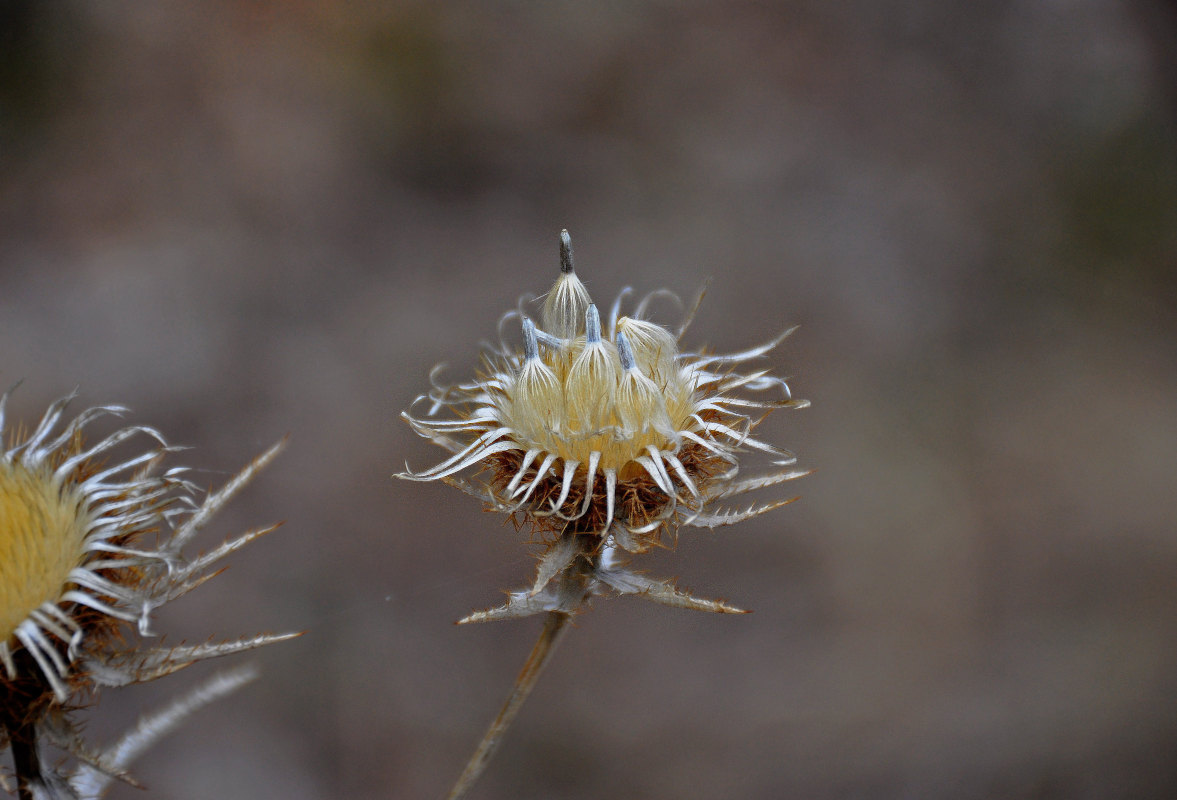 Изображение особи Carlina biebersteinii.