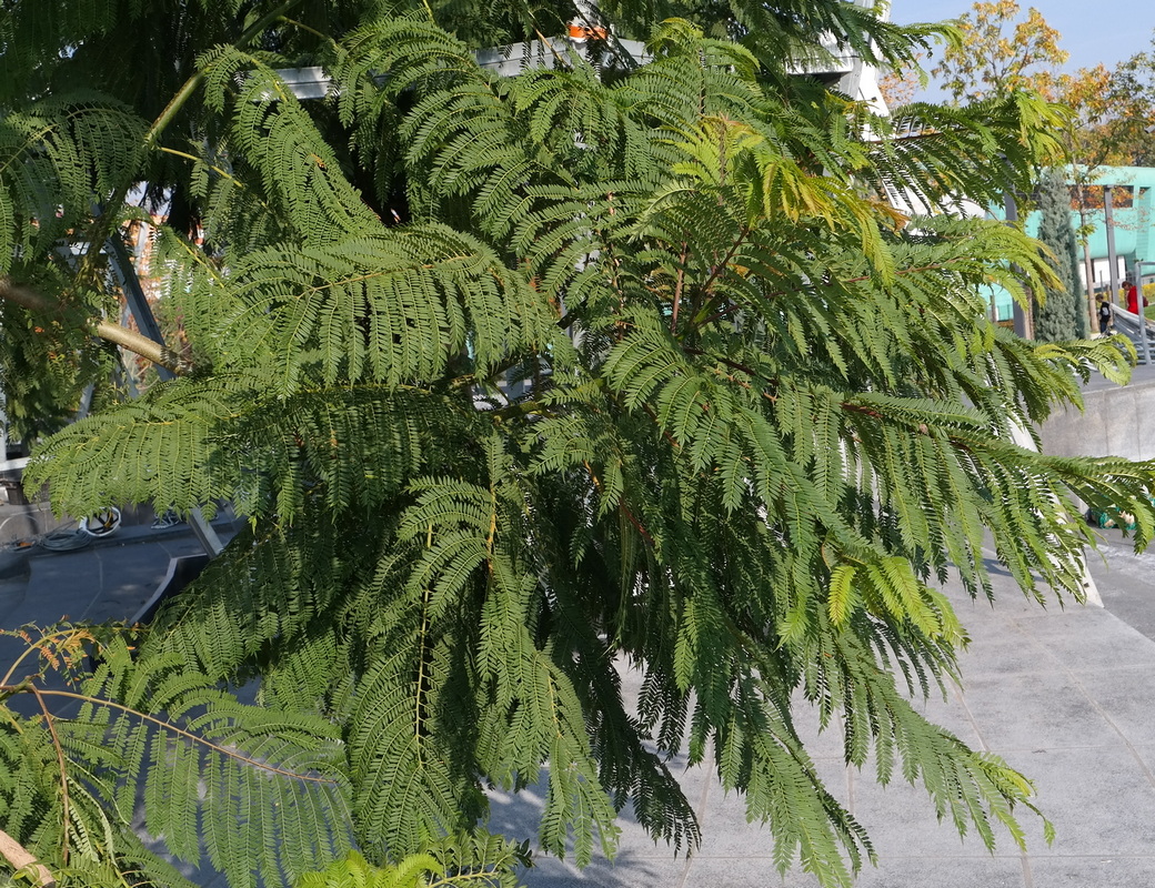 Image of Jacaranda mimosifolia specimen.