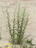 Artemisia vulgaris. Цветущее растение на антропогенном известняковом щебнистом обнажении на склоне. Ленинградская обл., Ломоносовский р-н, Кирхгофские высоты, Туттари-парк. 11.07.2010.