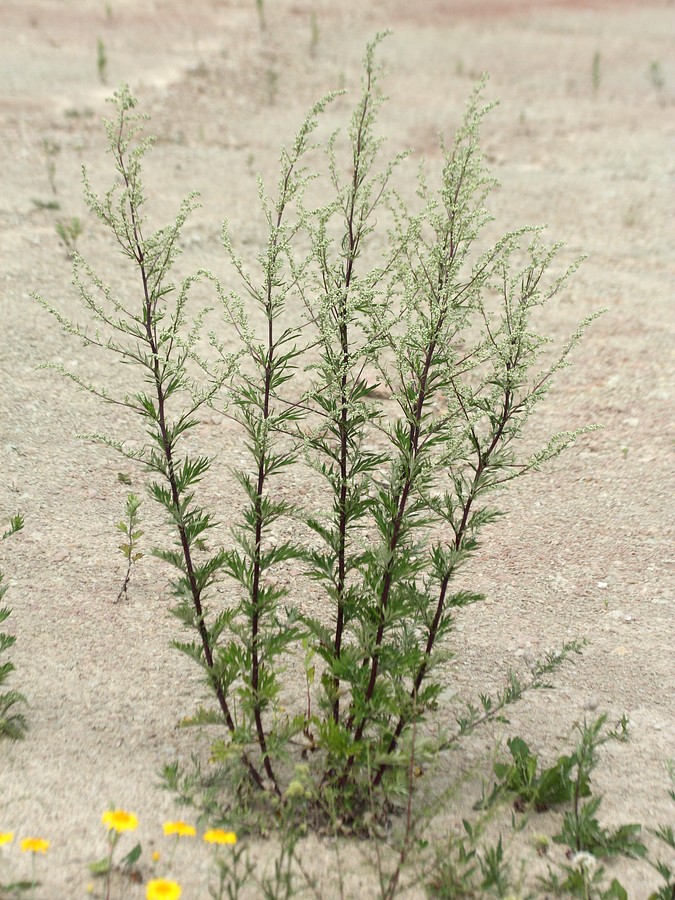 Image of Artemisia vulgaris specimen.