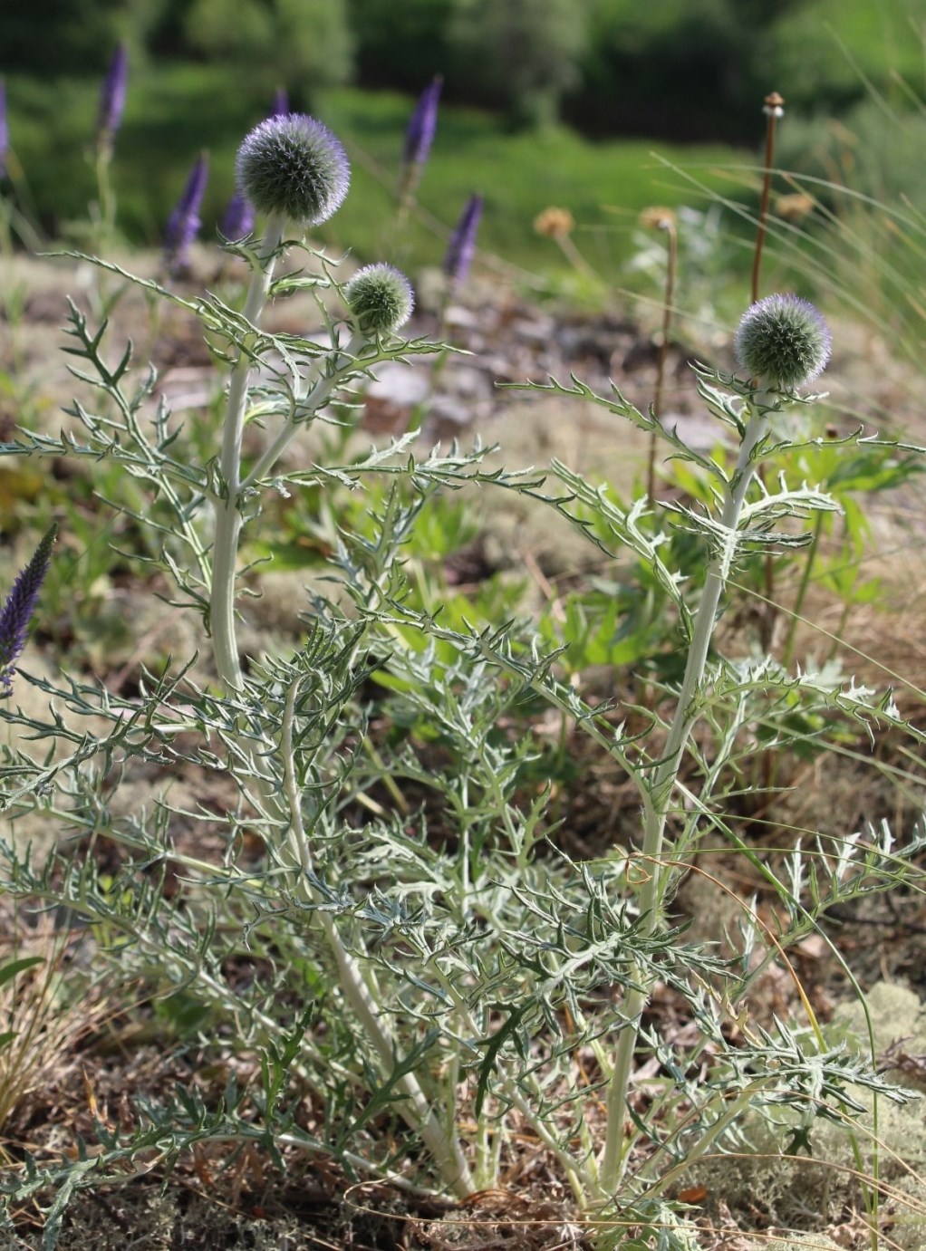 Image of Echinops ruthenicus specimen.