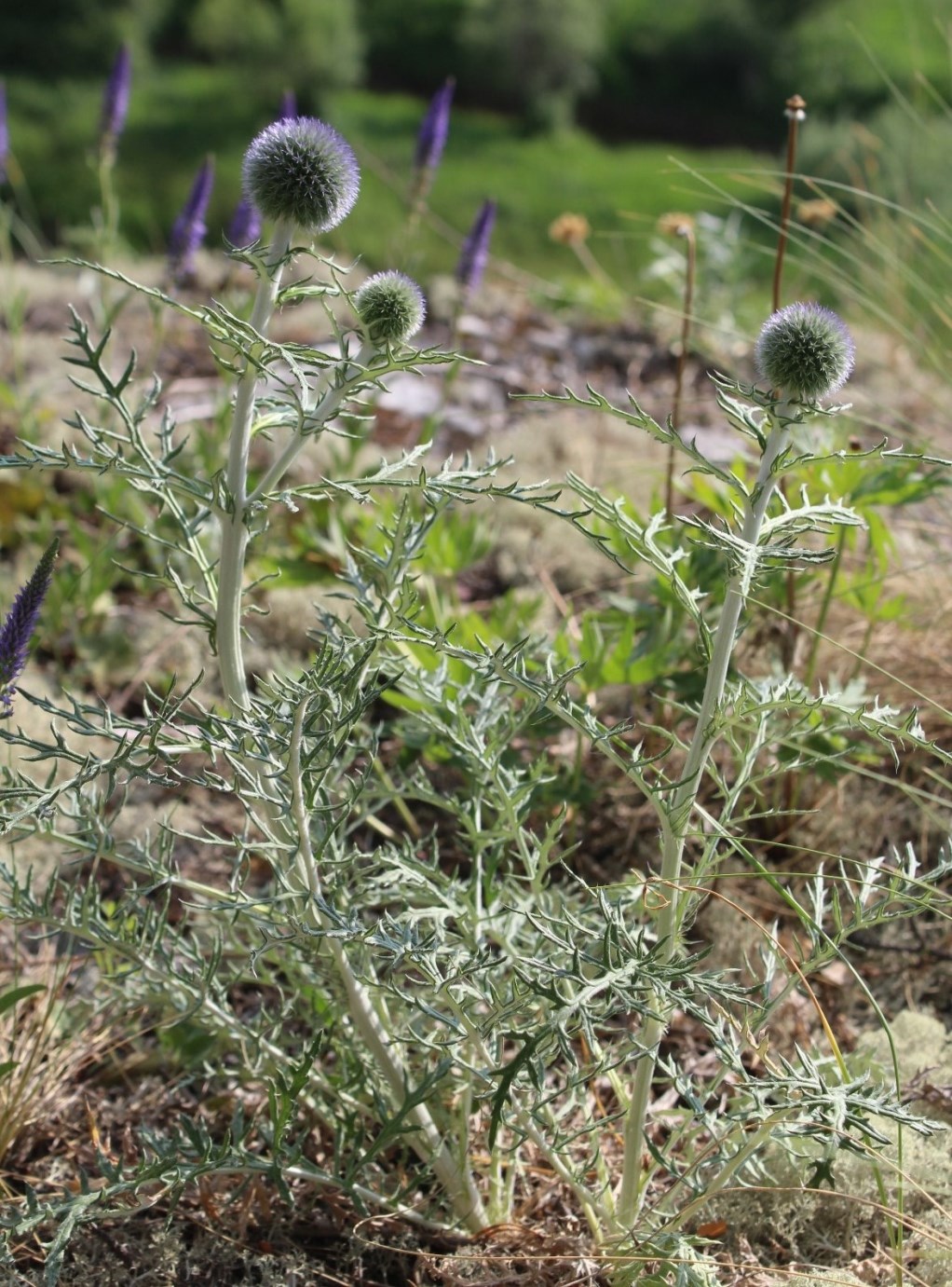 Изображение особи Echinops crispus.