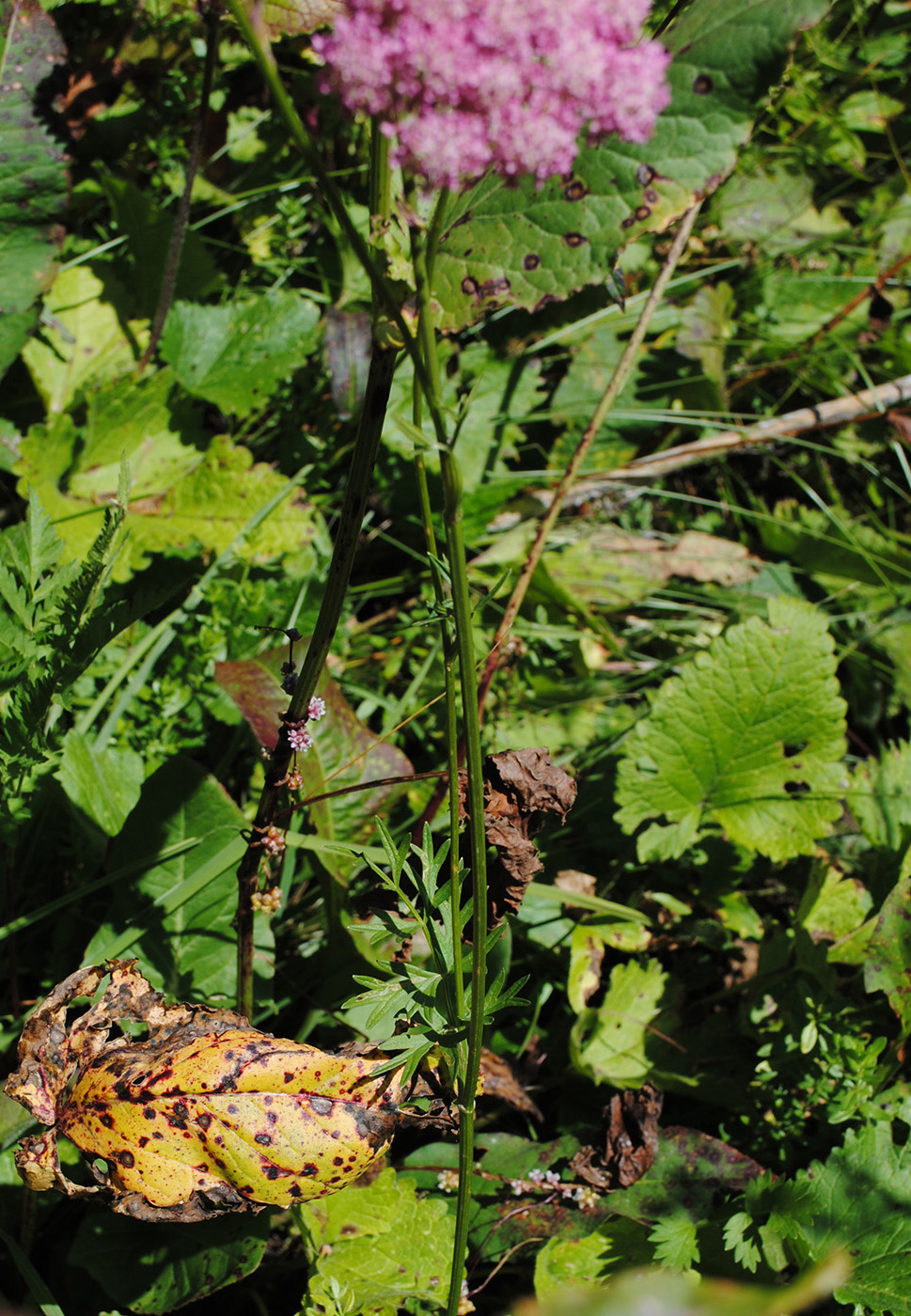 Image of Pimpinella rhodantha specimen.