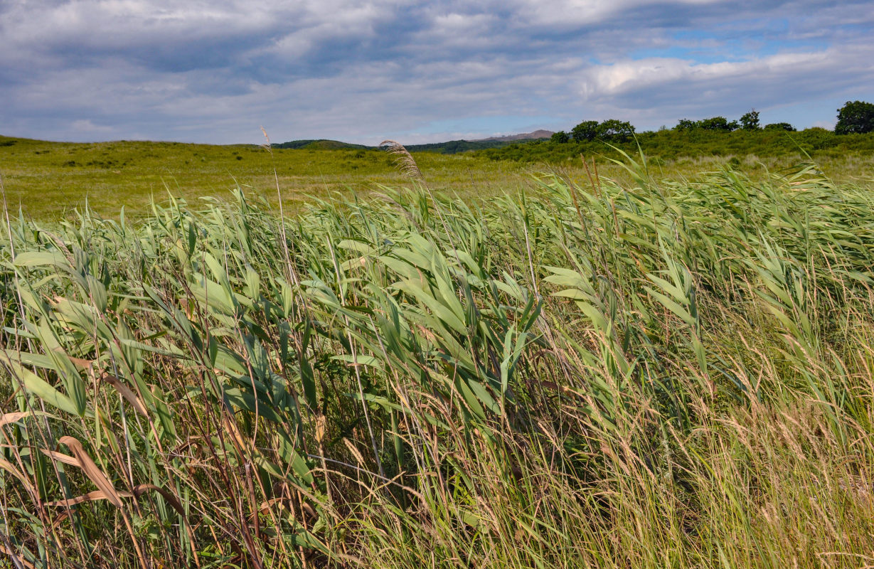 Image of Phragmites australis specimen.