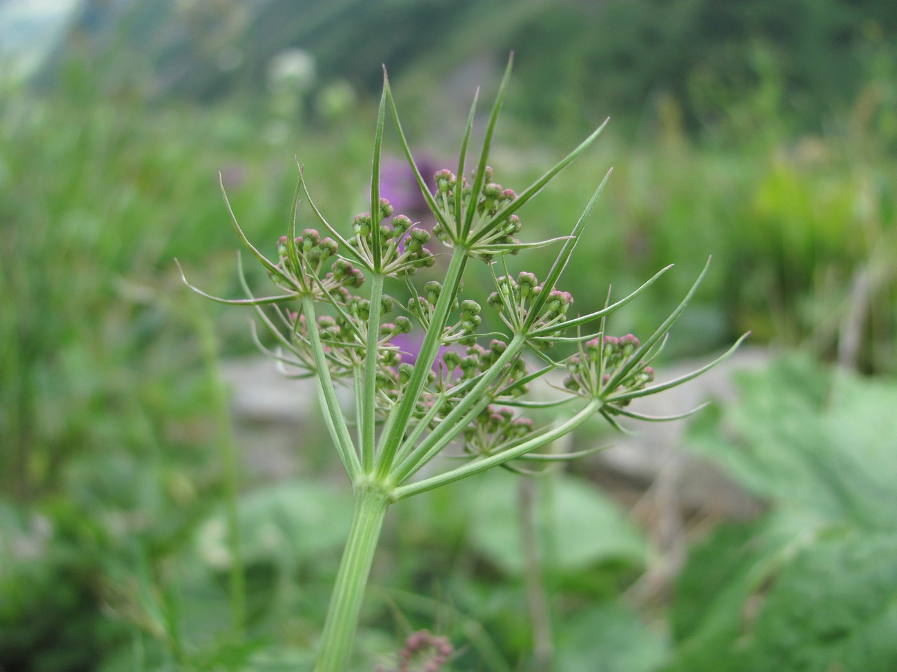 Image of Peucedanum pschawicum specimen.