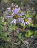 Chrysanthemum zawadskii. Соцветия-корзинки. Пермский край, Кунгурский р-н, окр. с. Филипповка, гора Ледяная, крутой слабо задернованный склон. 12.09.2021.