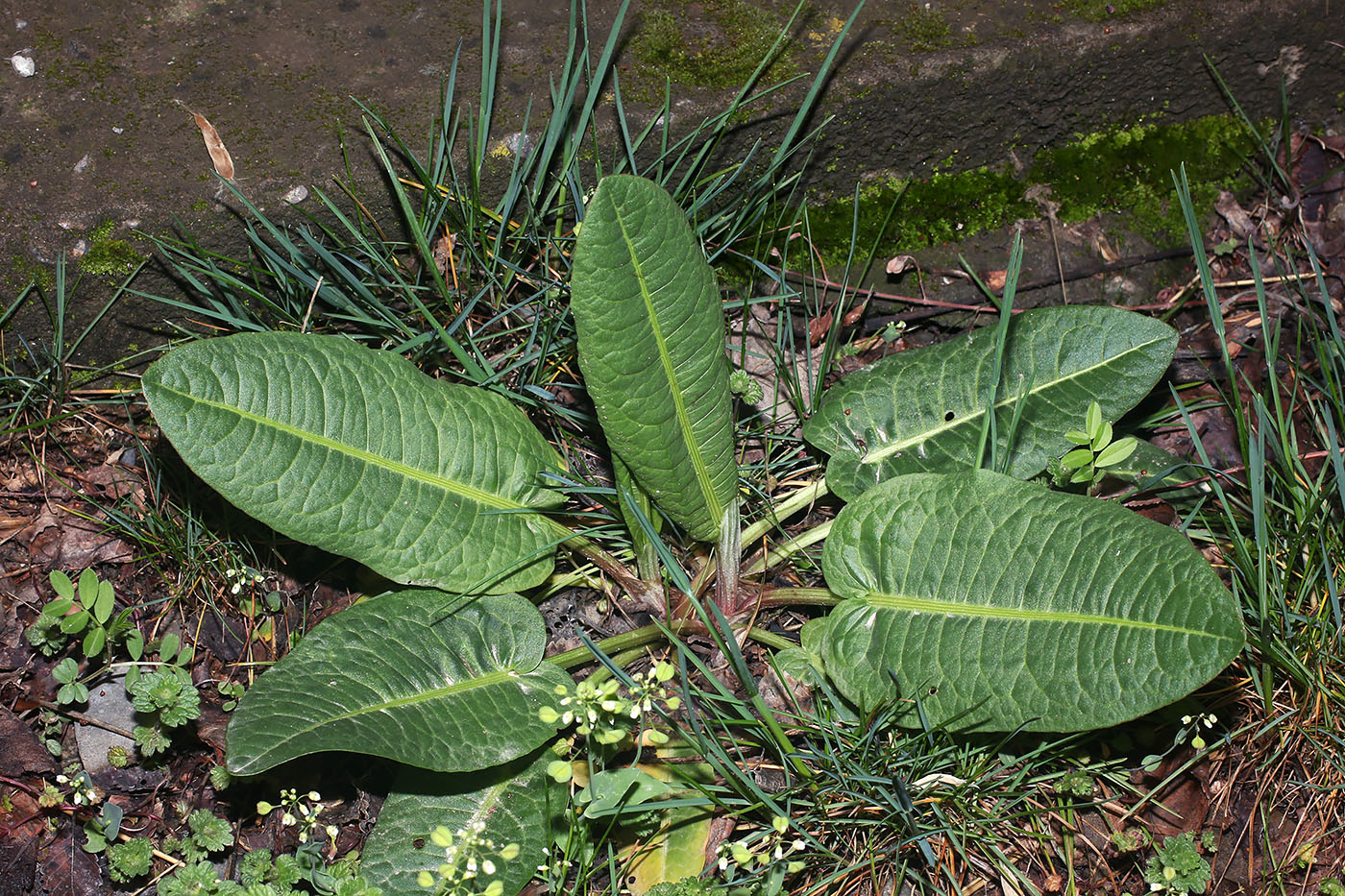 Изображение особи Rumex chalepensis.