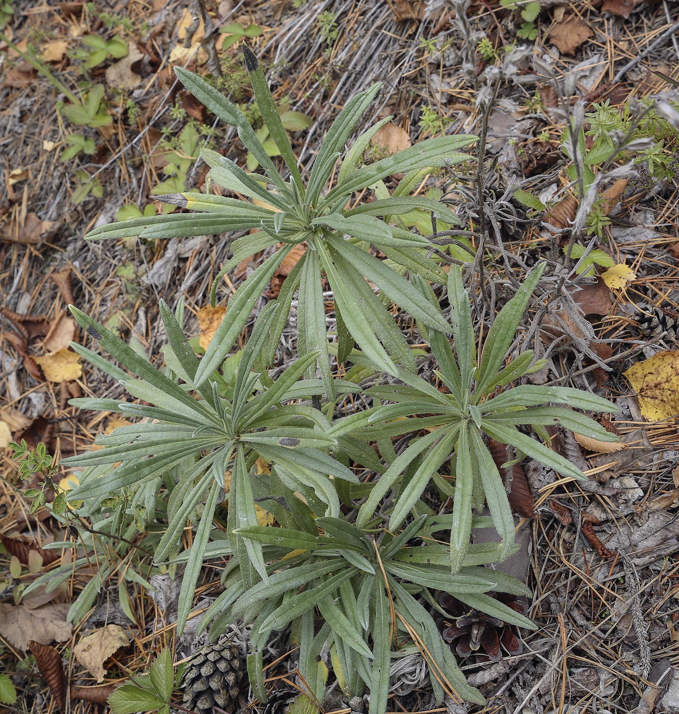 Image of Onosma volgensis specimen.