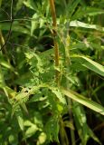 Patrinia scabiosifolia
