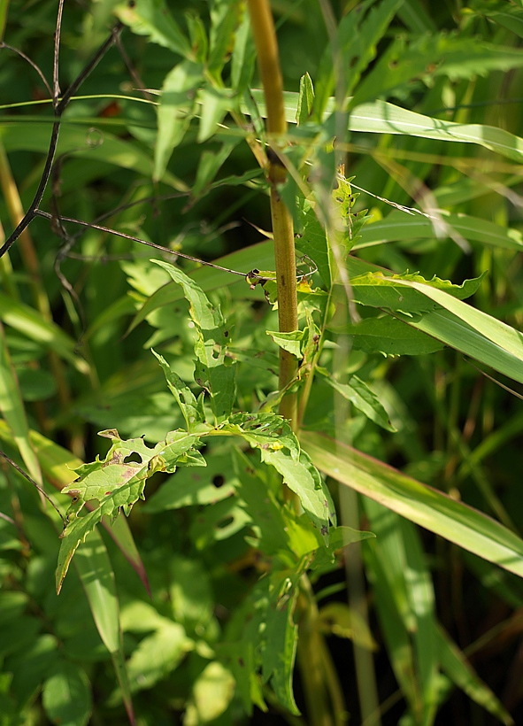 Image of Patrinia scabiosifolia specimen.