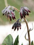 Rindera oblongifolia. Верхушка побега с соцветием. Узбекистан, Ташкентская обл., западные отроги Чаткальского хребта, Большой Чимган, ур. Аксай, около 2000 м н.у.м. 09.05.2019.