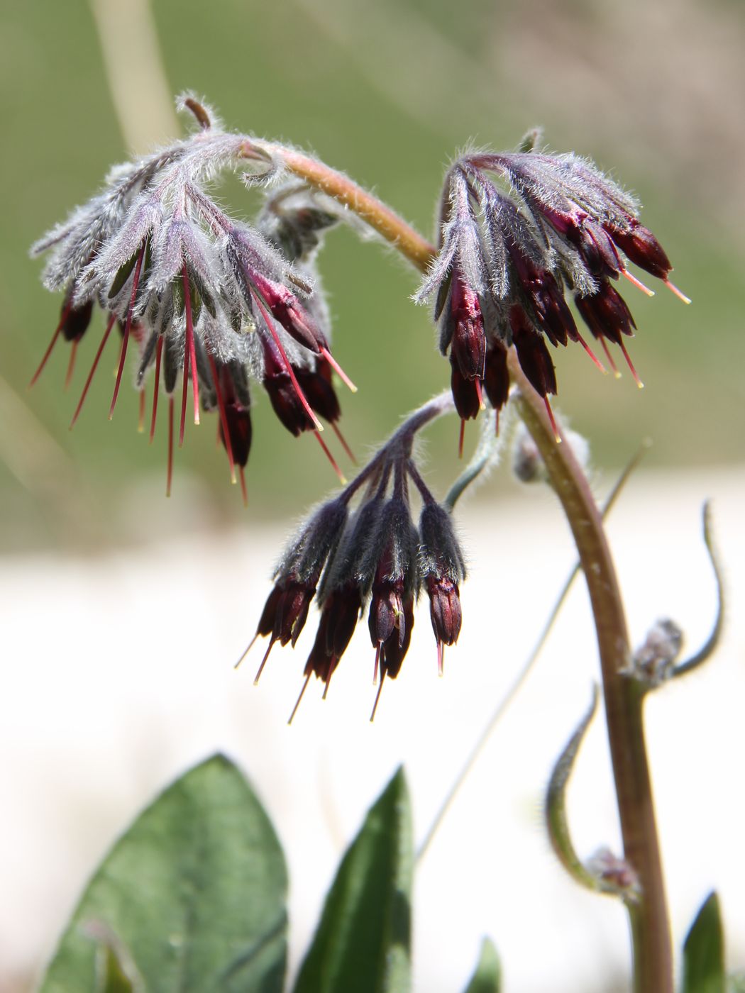 Image of Rindera oblongifolia specimen.