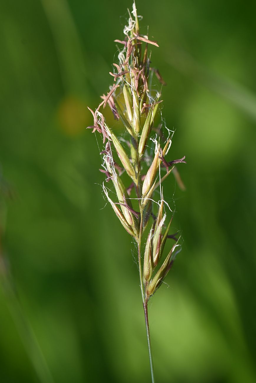 Изображение особи Anthoxanthum odoratum.