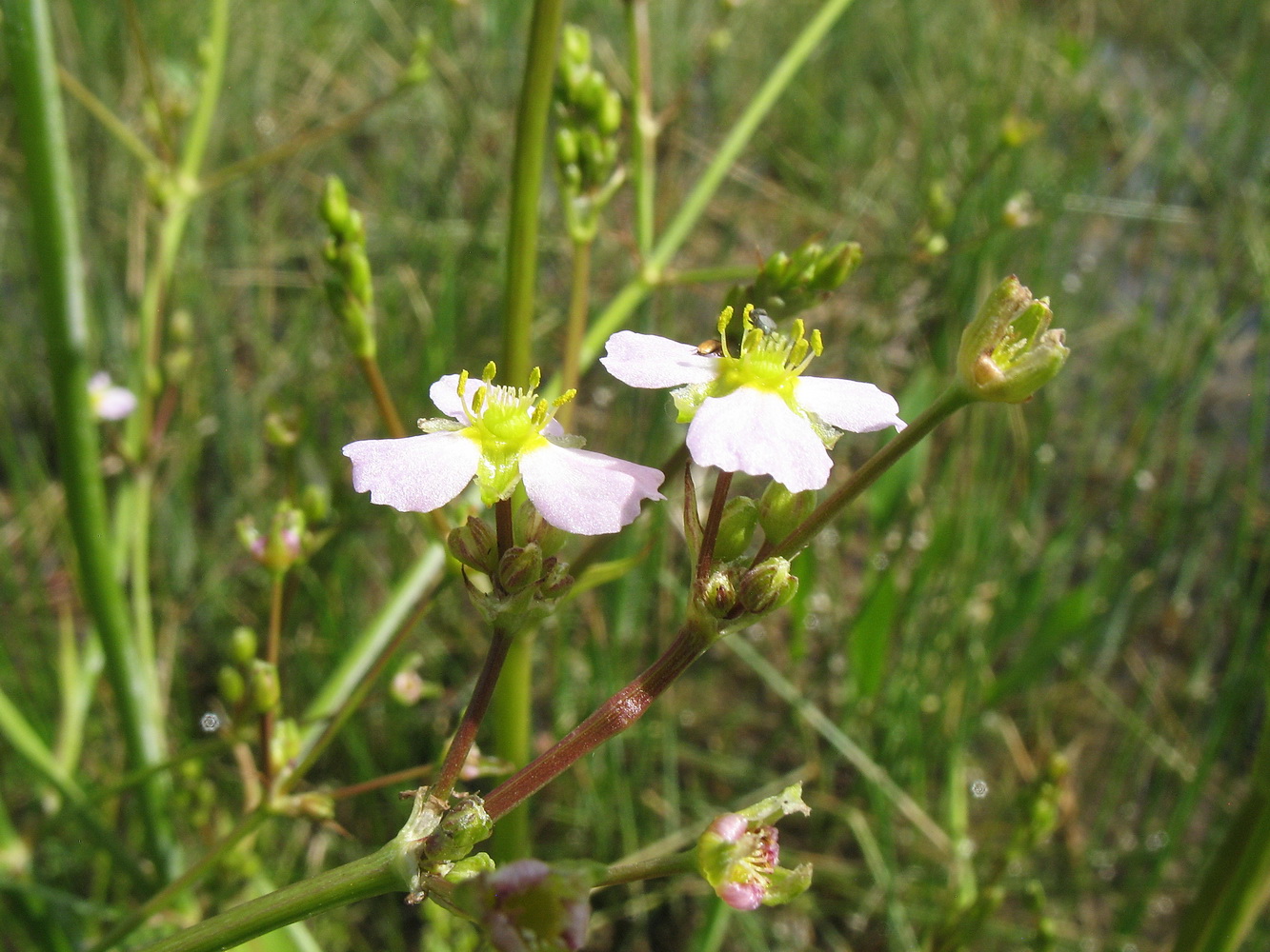 Image of Alisma lanceolatum specimen.