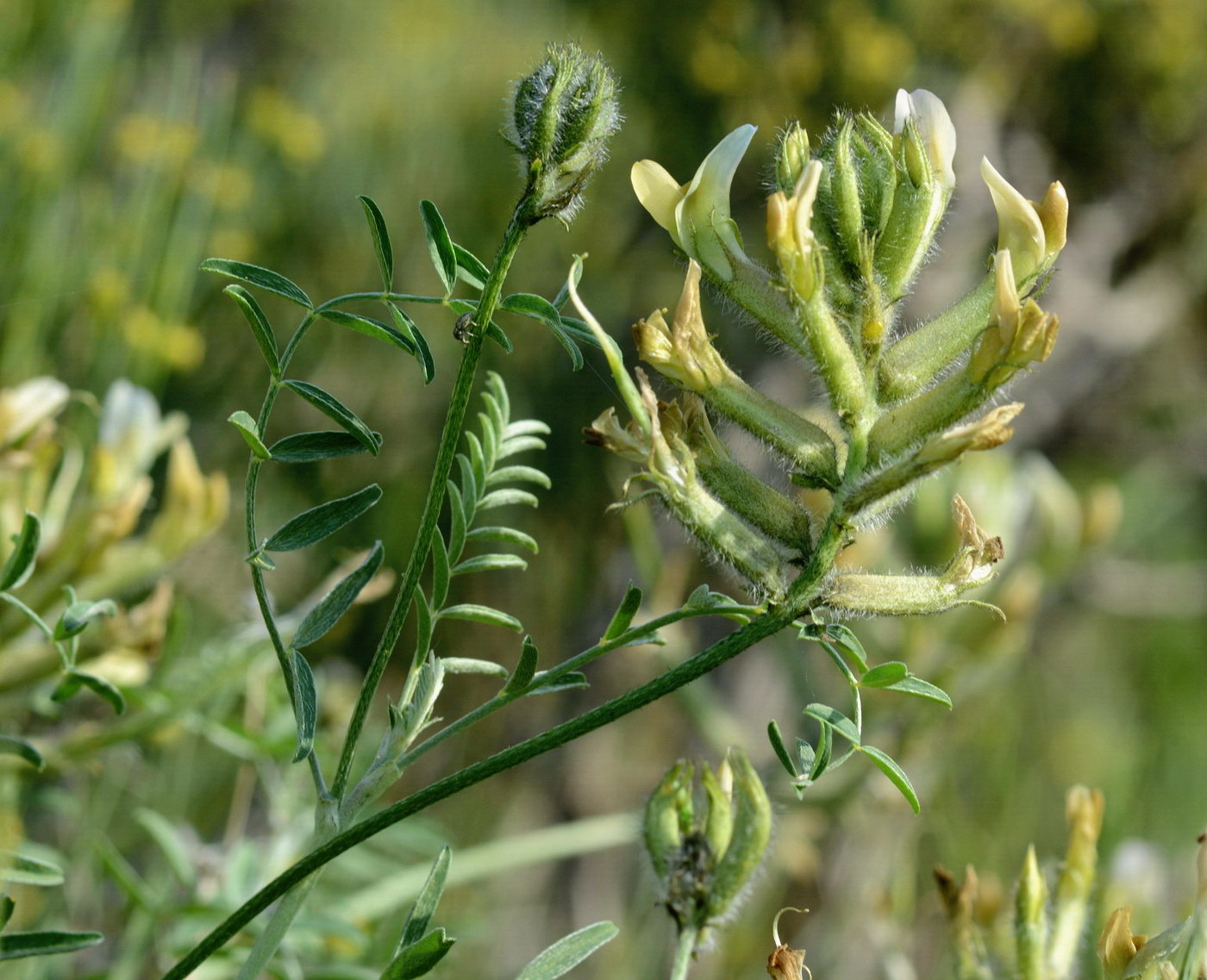 Изображение особи род Astragalus.