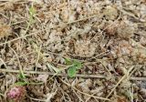 Trifolium fragiferum