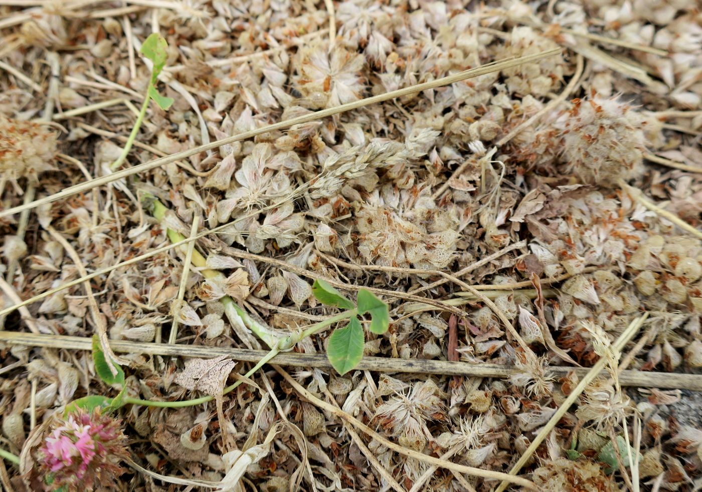 Изображение особи Trifolium fragiferum.