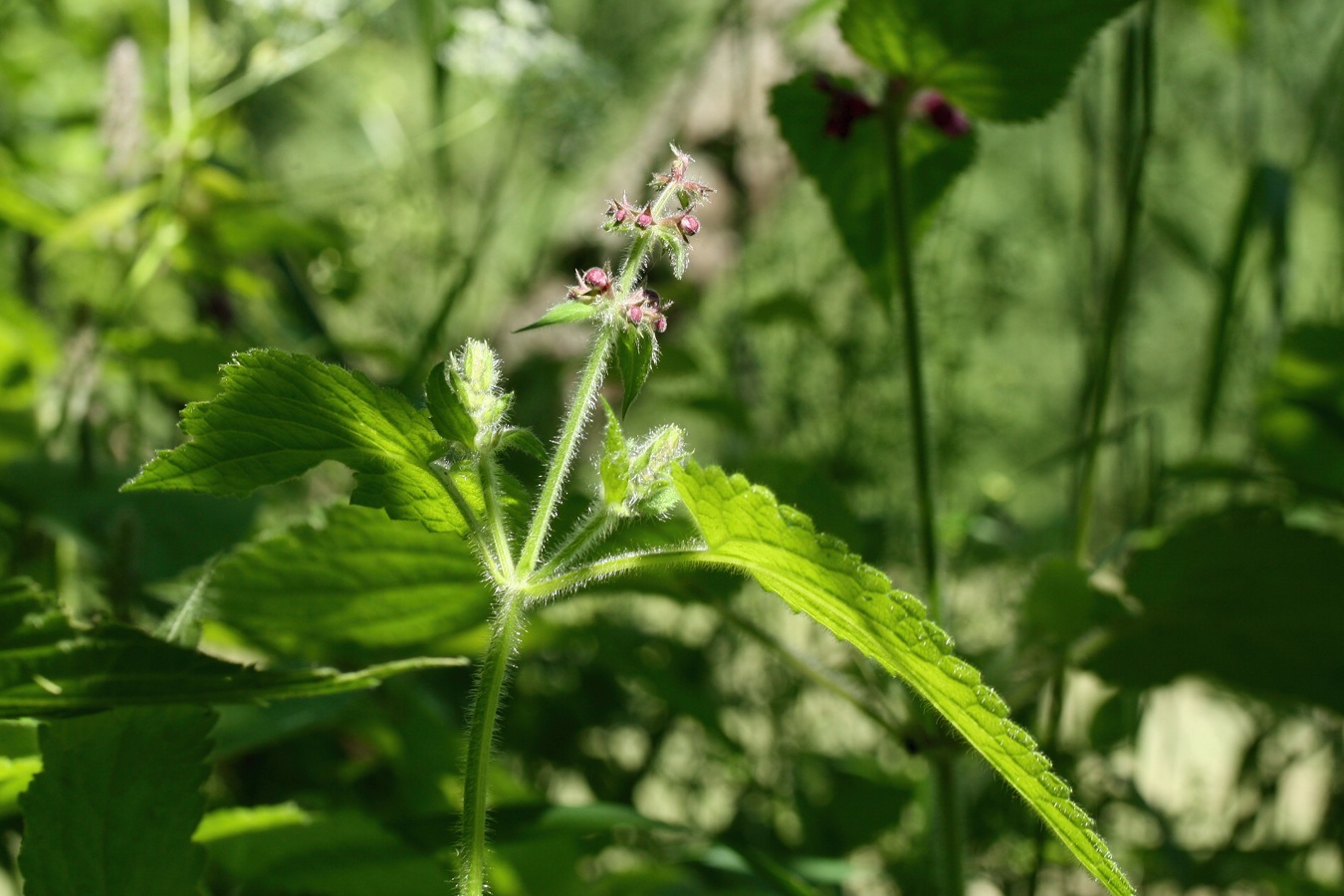 Image of Stachys sylvatica specimen.