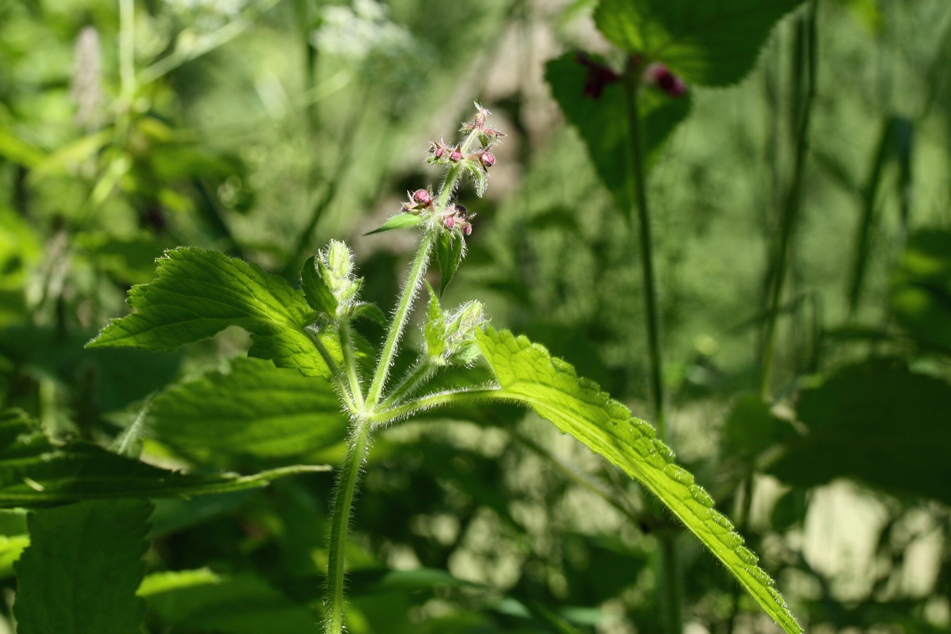 Изображение особи Stachys sylvatica.