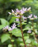 Sedum stoloniferum