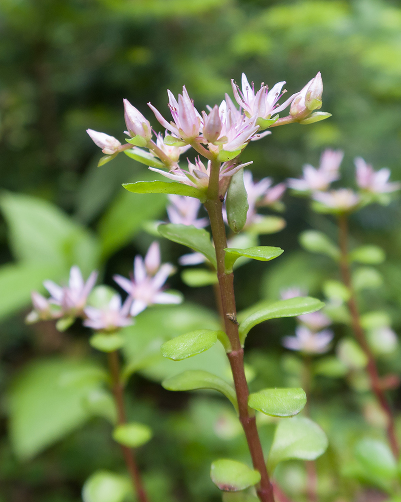 Изображение особи Sedum stoloniferum.