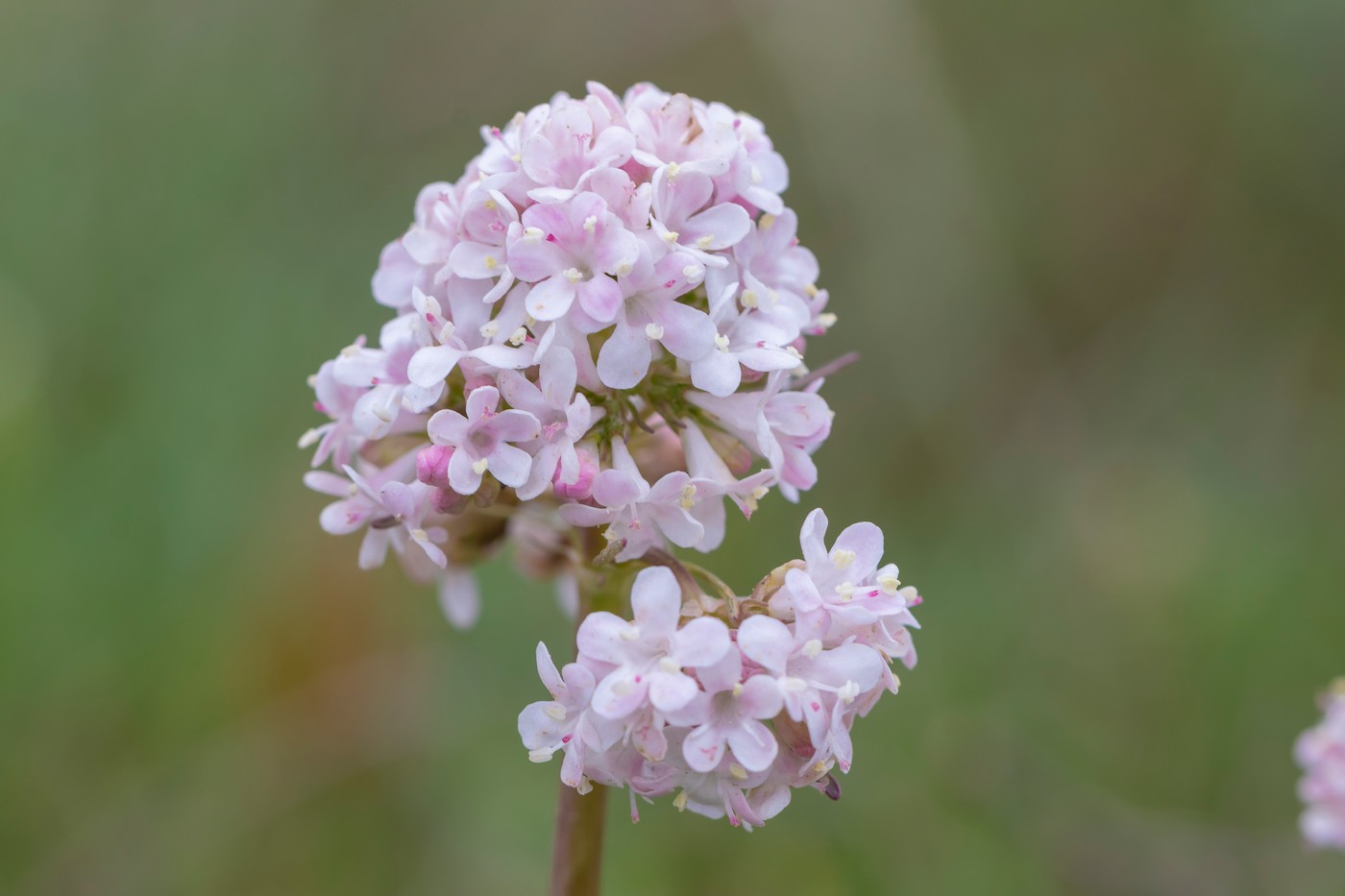 Image of Valeriana tuberosa specimen.