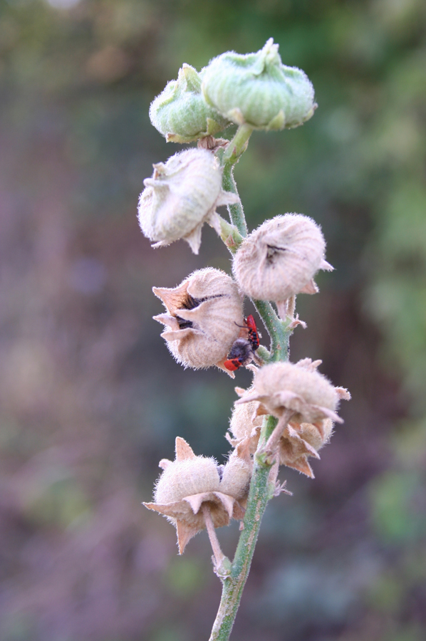 Изображение особи Alcea rugosa.