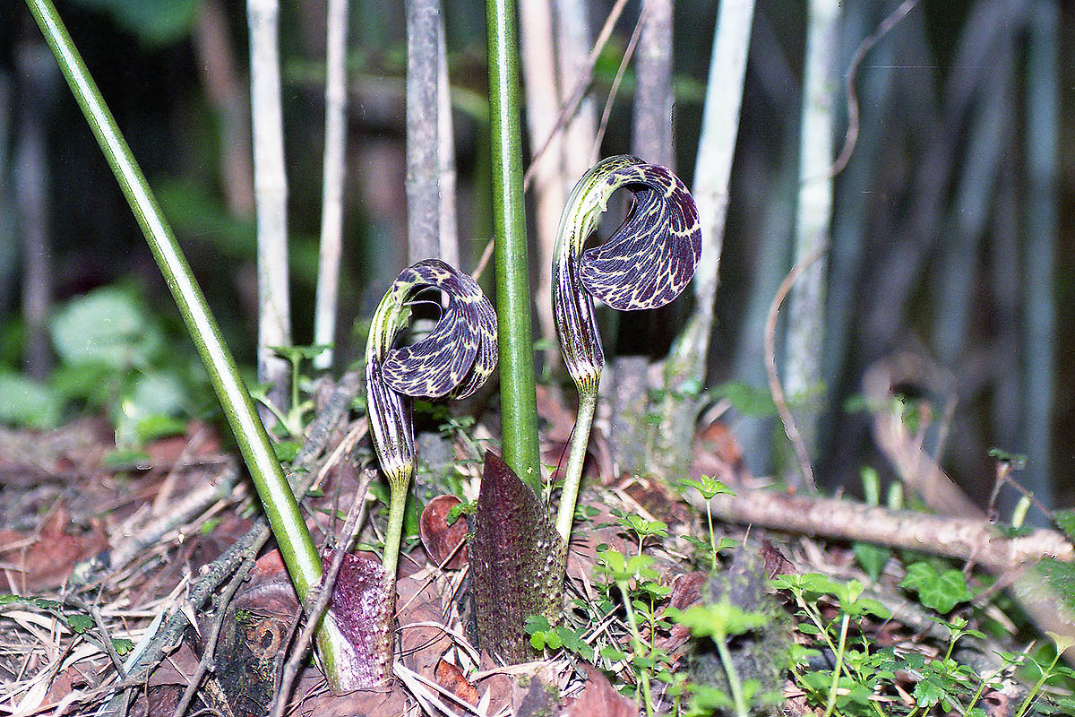 Image of familia Araceae specimen.