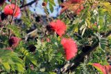 Calliandra haematocephala. Листья и соцветия. Китай, провинции Юньнань, р-н Сишуанбаньна, национальный парк \"Xishuangbanna Wild Elephant Valley\" (\"Долина диких слонов\"). 28.02.2017.