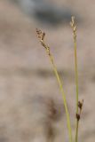 Carex brunnescens