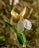 Hypericum ascyron