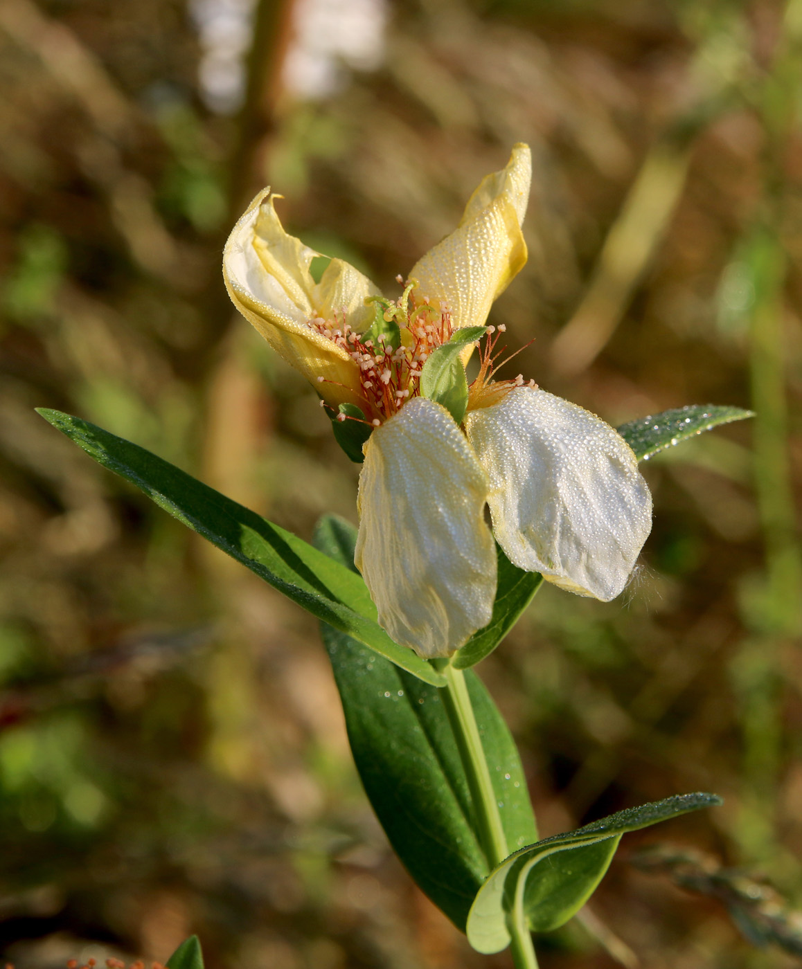 Image of Hypericum ascyron specimen.