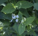 genus Lonicera. Цветки и листья. Ярославская обл., г. Переславль-Залесский, дендрологический парк им. С. Ф. Харитонова, в культуре. 12.06.2022.