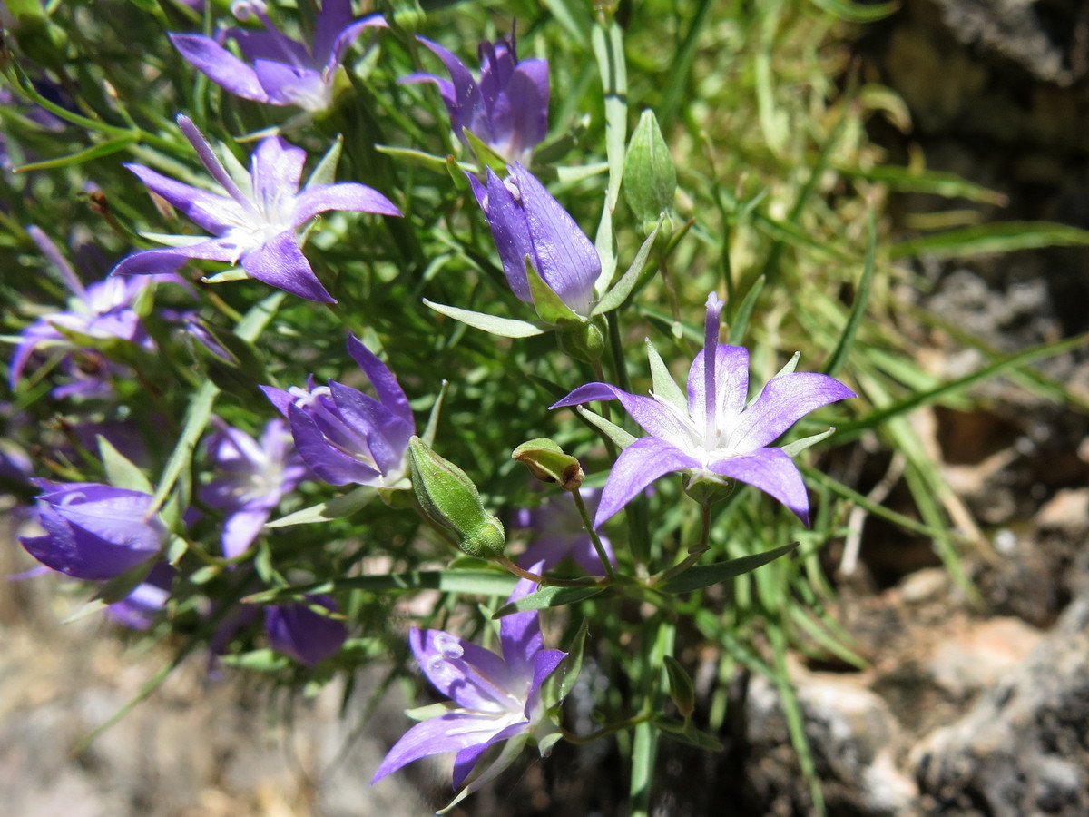 Image of Sergia sewerzowii specimen.