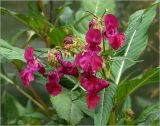 Impatiens glandulifera