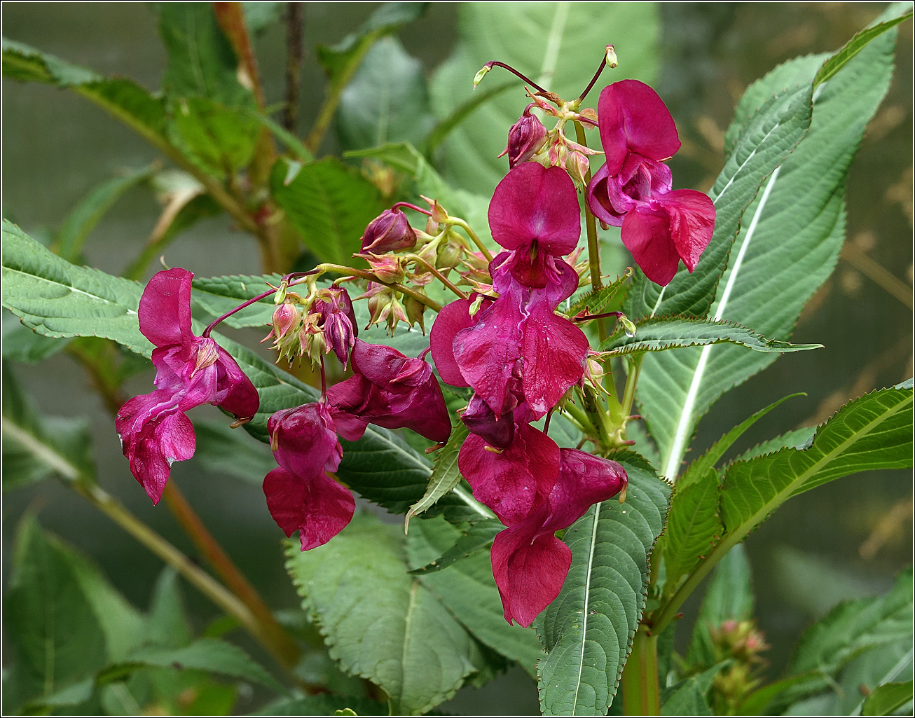 Image of Impatiens glandulifera specimen.