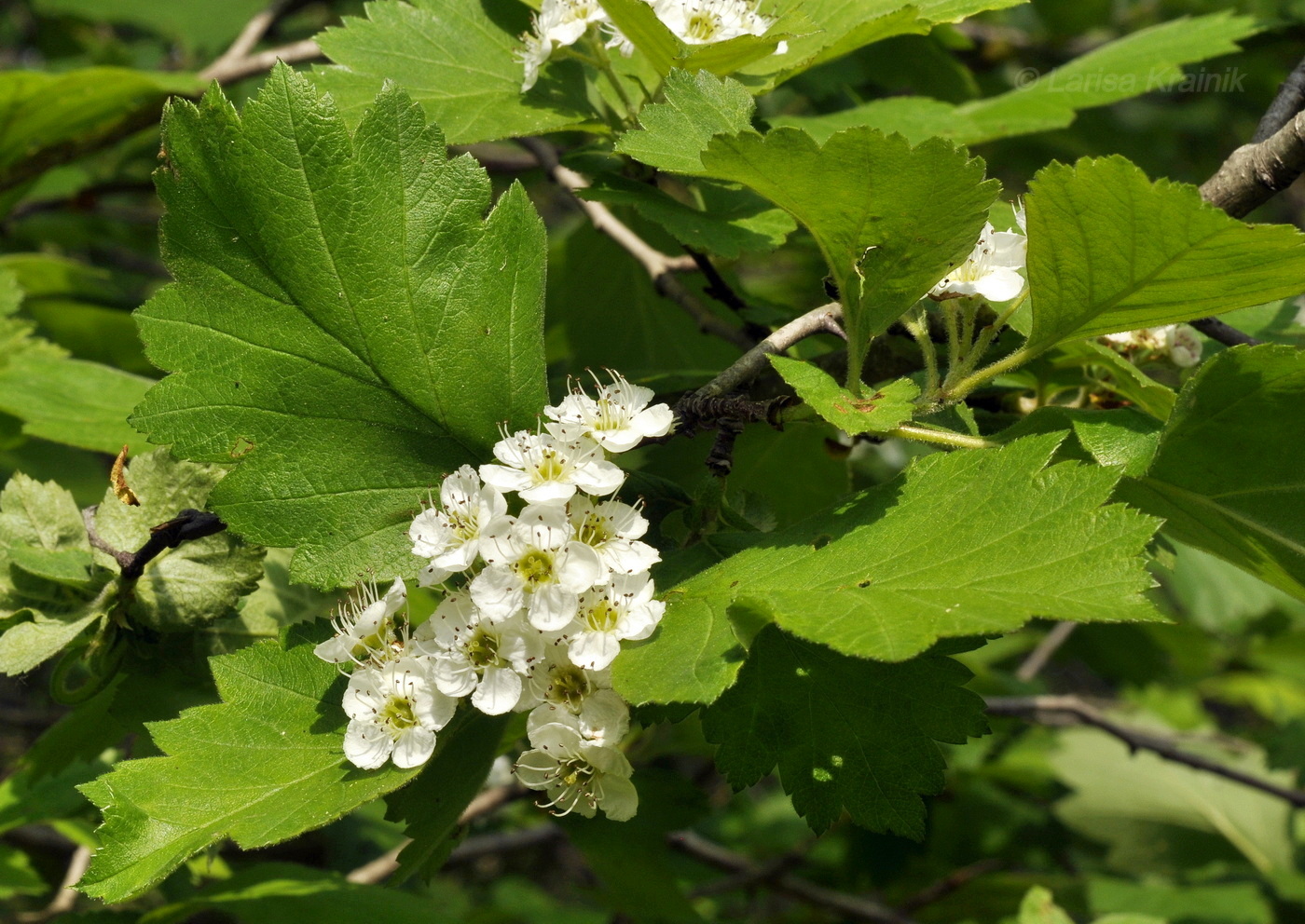 Image of Crataegus maximowiczii specimen.