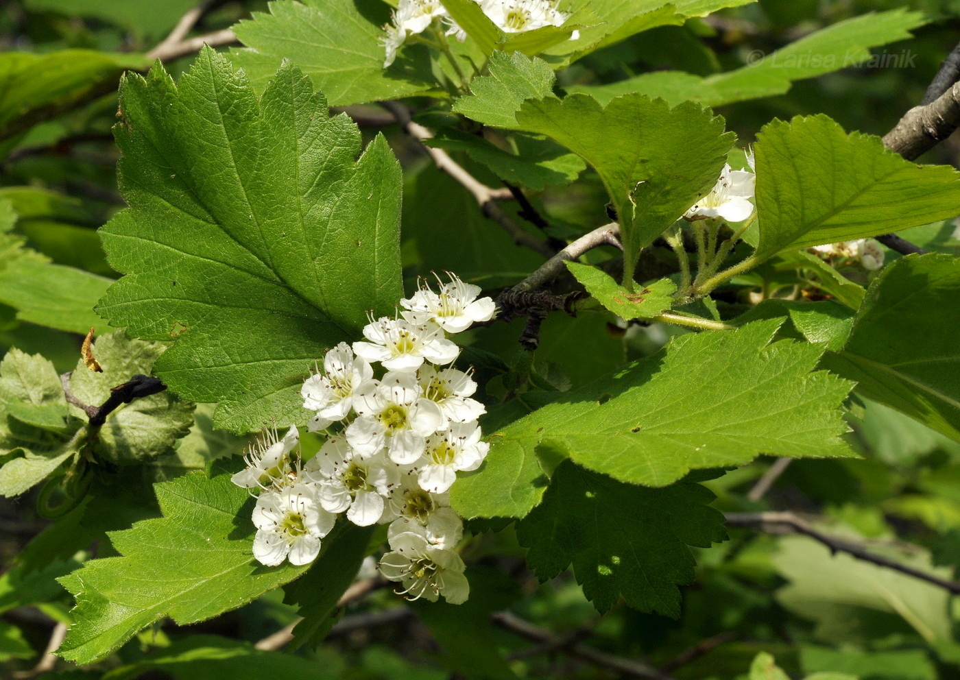 Изображение особи Crataegus maximowiczii.